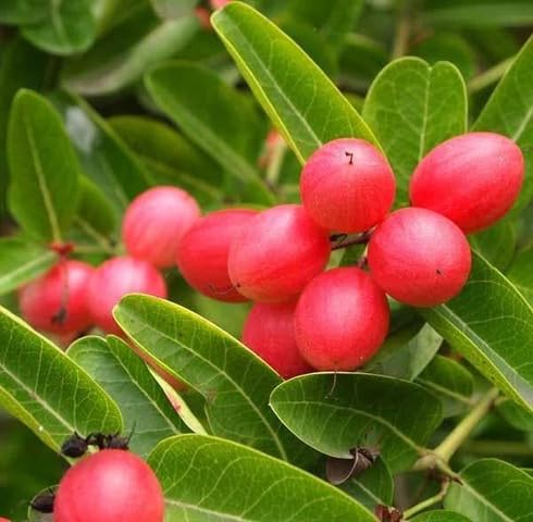 Red Carissa Fruit