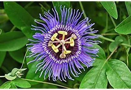Purple Passiflora Incarnata Flower Seeds for Planting - Heirloom & Non-GMO Garden Seeds Dhara Seeds