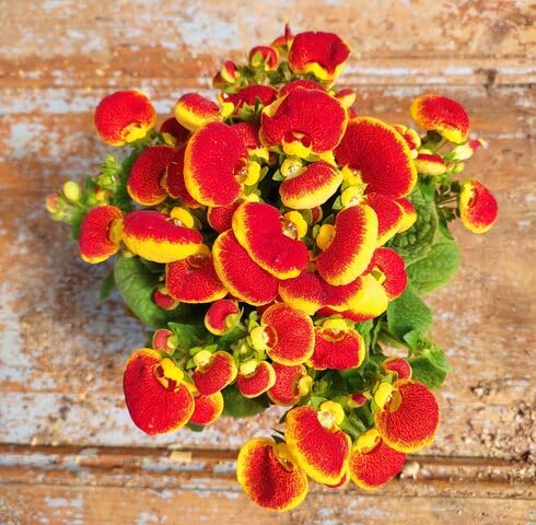 Yellow Red Calceolaria Flower - Heirloom, Non - Gmo Seeds