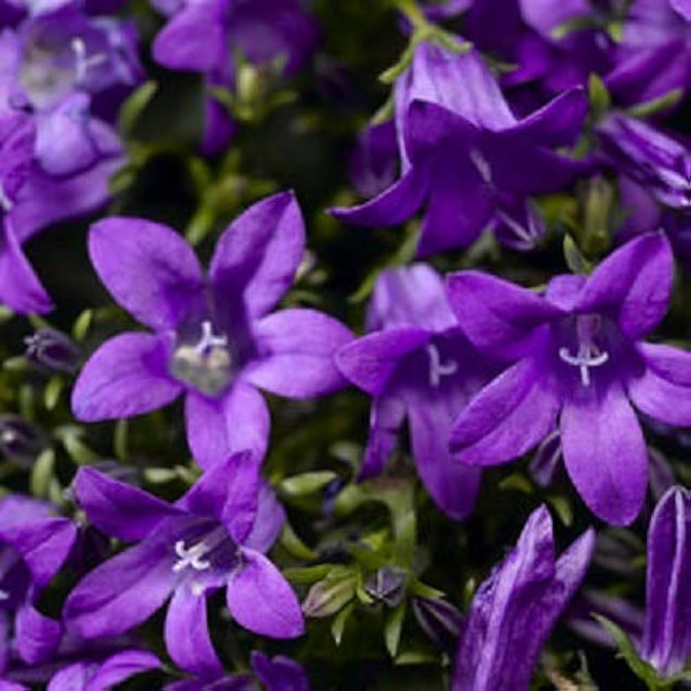 Blue Magic Campanula – Campanula portenschlagiana – for balcony and ground cover use