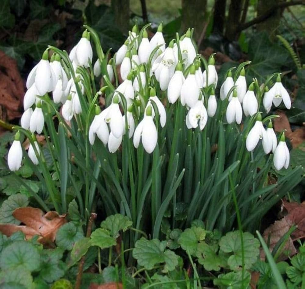 Snowdrop Flowers Seeds for Planting for Winter Garden
