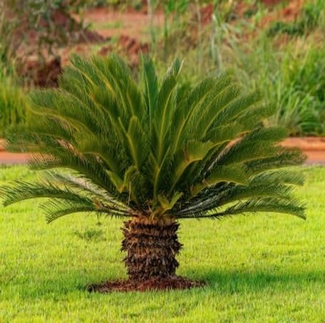 Green Cycad - Heirloom, Non - Gmo Seeds
