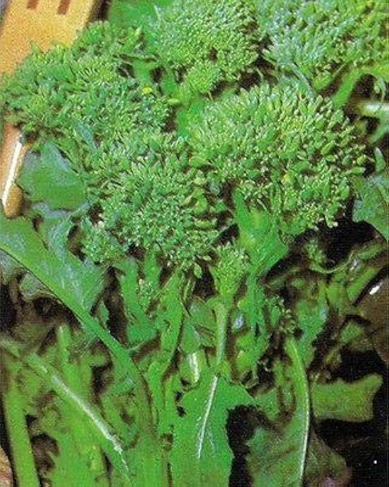 Broccoli Brassica Rapa Broccoli Raab Rapini Vegetable Seeds for ...