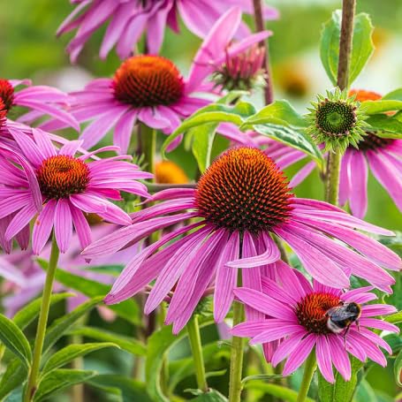 Pink Echinacea Flower - Heirloom, Non - Gmo Seeds