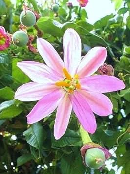 Yellow Passiflora Mollissima Fruit Seeds for Planting