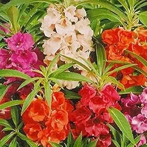 Balsamine Flower Seeds for Indoor & Garden Pots