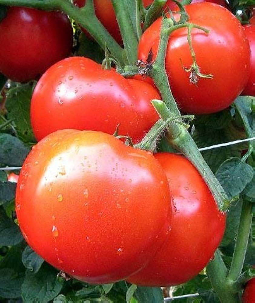 Tomato Solanum Lycopersicum Tasti-Lee VFFF Hybrid Vegetable Seeds for Planting – Mid-Season Variety for Disease-Resistant Yields