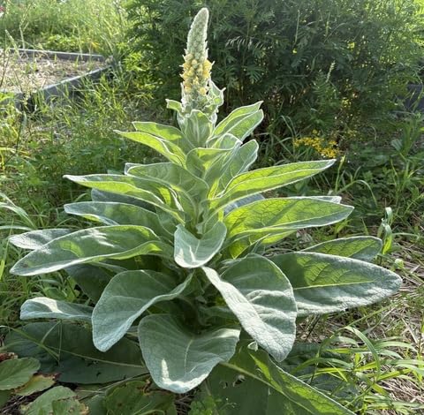 Green Mullein