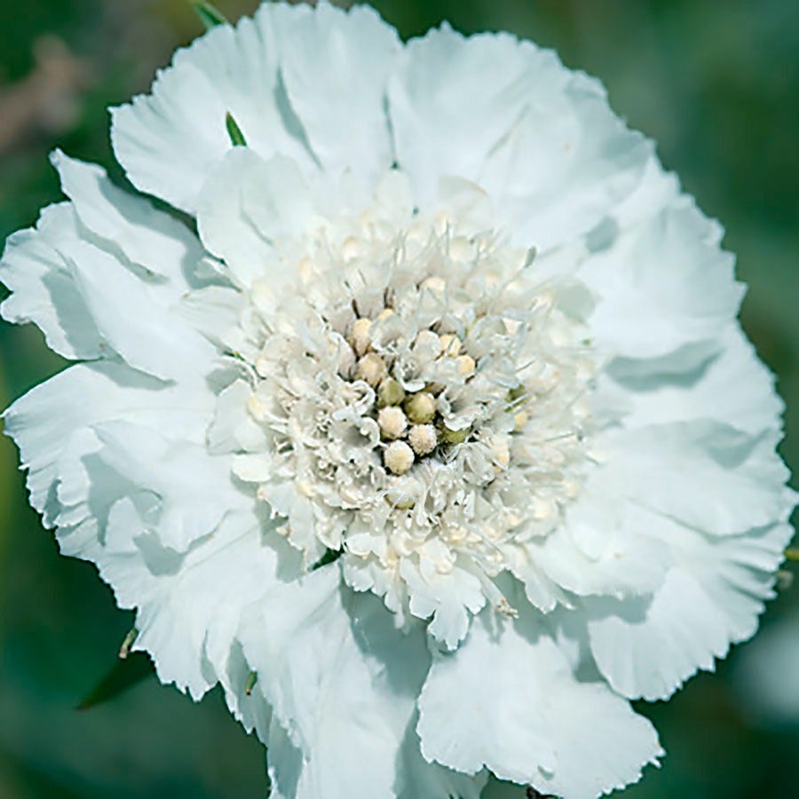 Fama White Pincushion Flower Seeds Pure White Scabiosa Variety High Germination Garden Seeds heirloom non-gmo seeds