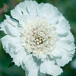 Fama White Pincushion Flower Seeds Pure White Scabiosa Variety High Germination Garden Seeds heirloom non-gmo seeds