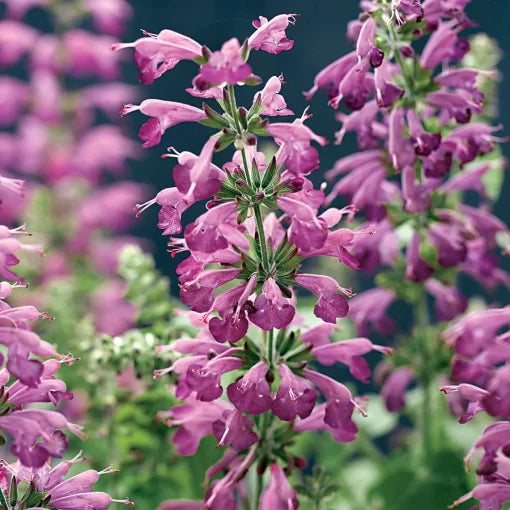 Summer Jewel Lavender Salvia Seeds Long-Blooming Lavender Sage High Germination Garden Seeds heirloom non-gmo seeds