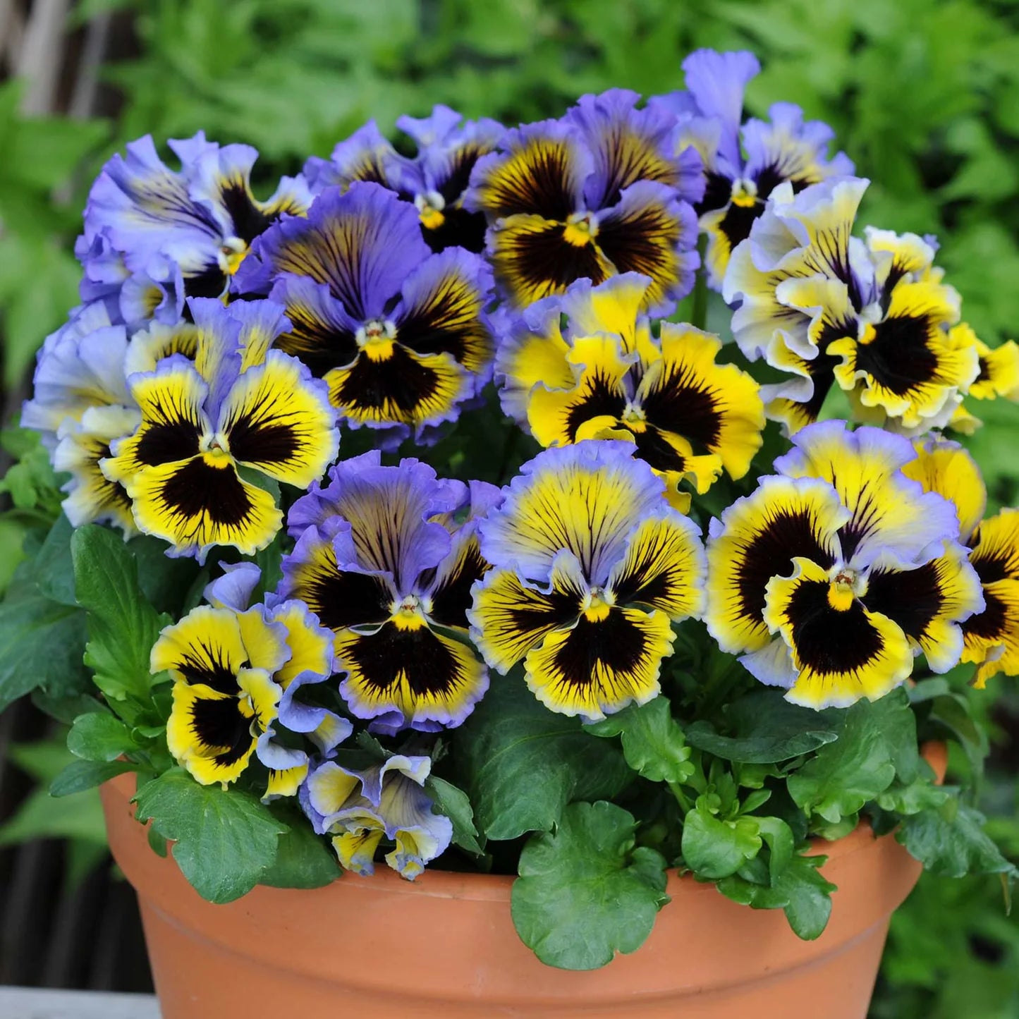 Pansy Seeds - Frizzle Sizzle Yellow-Blue Swirl