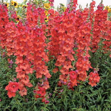 Chantilly Deep Orange Snapdragon Seeds Tall Deep Orange Snapdragon Spikes High Germination Garden Seeds heirloom non-gmo seeds