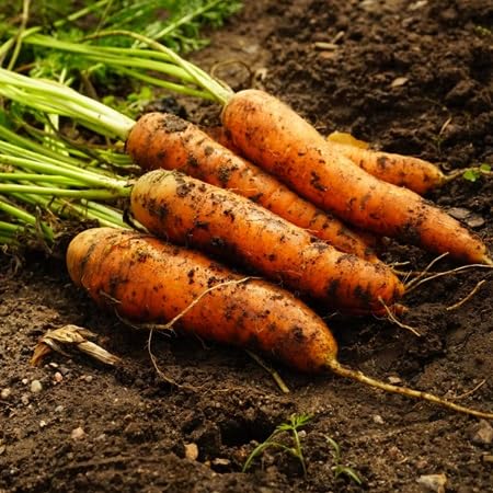 Carrot