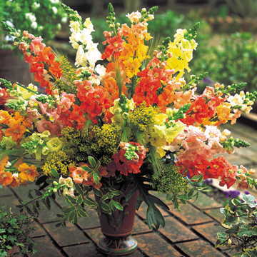 Chantilly Snapdragon Seeds Frilly Pastel Snapdragon Blend High Germination Garden Seeds heirloom non-gmo seeds