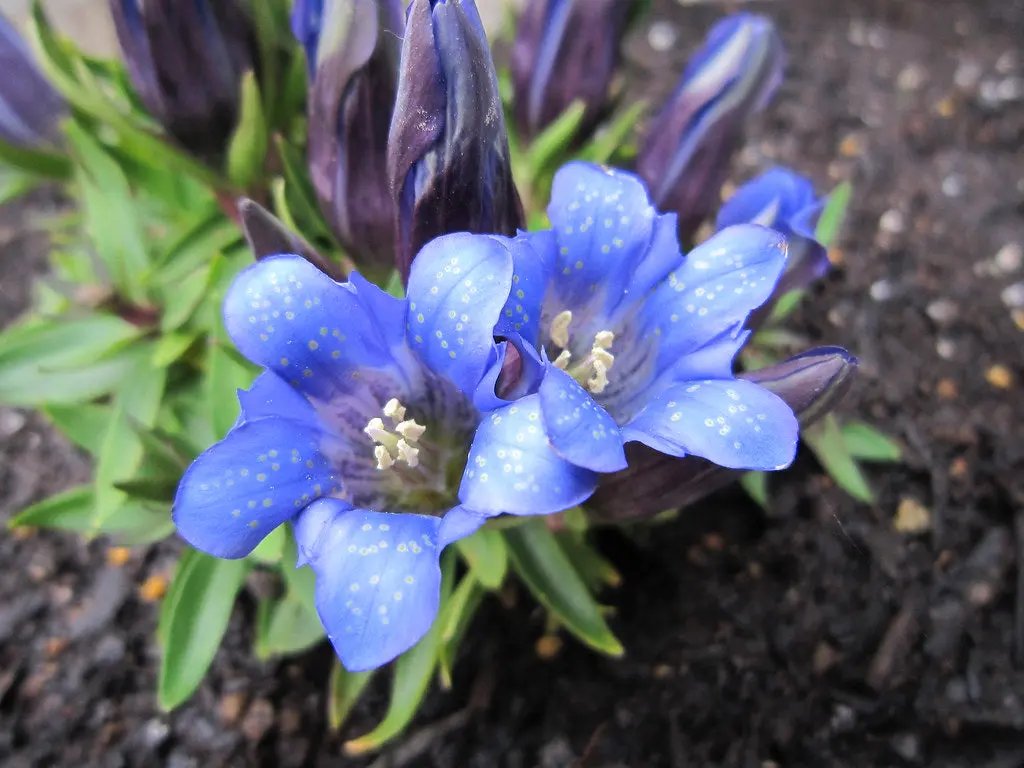 Gentiana Scabra Flower Seeds – Rare Blue Blooms, Heirloom, Non-GMO Seeds for Garden & Rock Borders for planting in home garden
