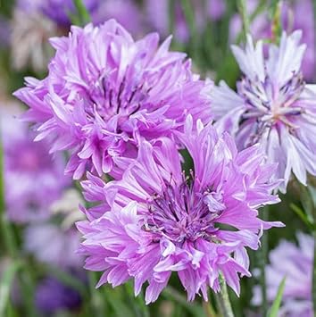 Heirloom Non-GMO Cornflower Flower Seeds for Planting – Colorful Wildflower Garden Blooms for planting in your garden.