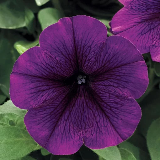 Deep Purple Petunia Seeds Mounding Garden Petunia Variety High Germination Garden Seeds heirloom non-gmo seeds