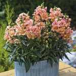 Twinny Peach Snapdragon Seeds Soft Peach Double Snapdragon Flowers High Germination Garden Seeds heirloom non-gmo seeds
