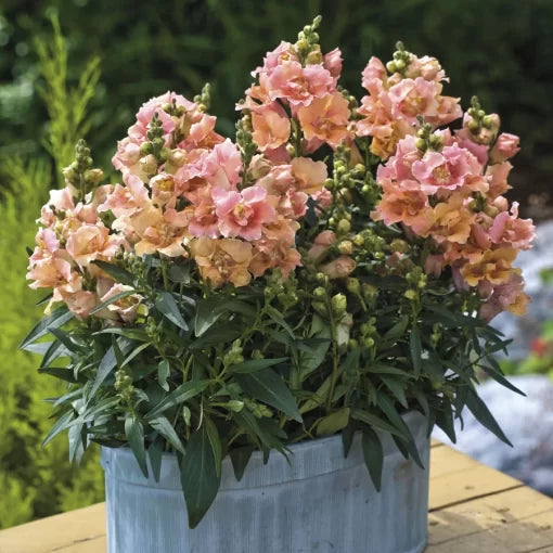Twinny Peach Snapdragon Seeds Soft Peach Double Snapdragon Flowers High Germination Garden Seeds heirloom non-gmo seeds