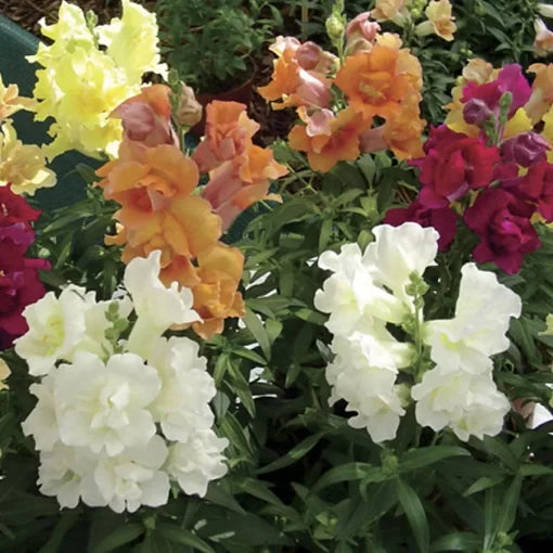 Twinny Snapdragon Seeds Double-Petal Multicolor Snapdragon Blend High Germination Garden Seeds heirloom non-gmo seeds