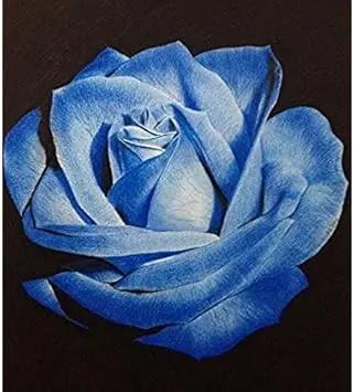 Light Blue Osiria Rose Plant Seeds for Planting Non-GMO Heirloom Garden Seeds for Growing Dhara Seeds