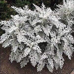 Heirloom Gray Dusty Cineraria Flower Seeds for Planting, Non-GMO for planting in your garden.