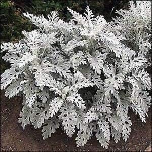 Heirloom Gray Dusty Cineraria Flower Seeds for Planting, Non-GMO for planting in your garden.