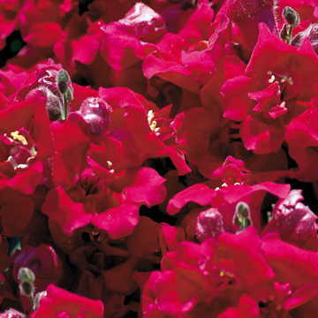 Twinny Violet Snapdragon Seeds Soft Violet Double Snapdragon Blooms High Germination Garden Seeds heirloom non-gmo seeds
