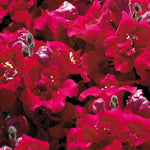 Twinny Violet Snapdragon Seeds Soft Violet Double Snapdragon Blooms High Germination Garden Seeds heirloom non-gmo seeds