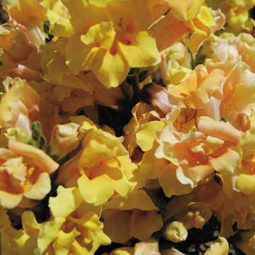 Twinny Yellow Snapdragon Seeds Soft Yellow Double Snapdragon Flowers High Germination Garden Seeds heirloom non-gmo seeds