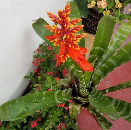 Orange Aechmea Chantinii Flower - Heirloom, Non - Gmo Seeds