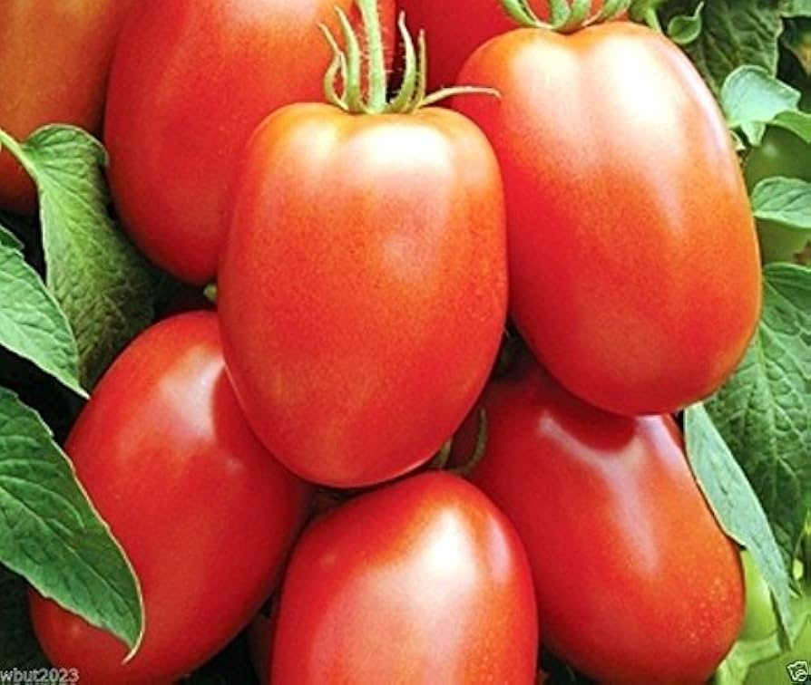 Heirloom Tomato (Solanum lycopersicum) seeds for heirloom tomato growing