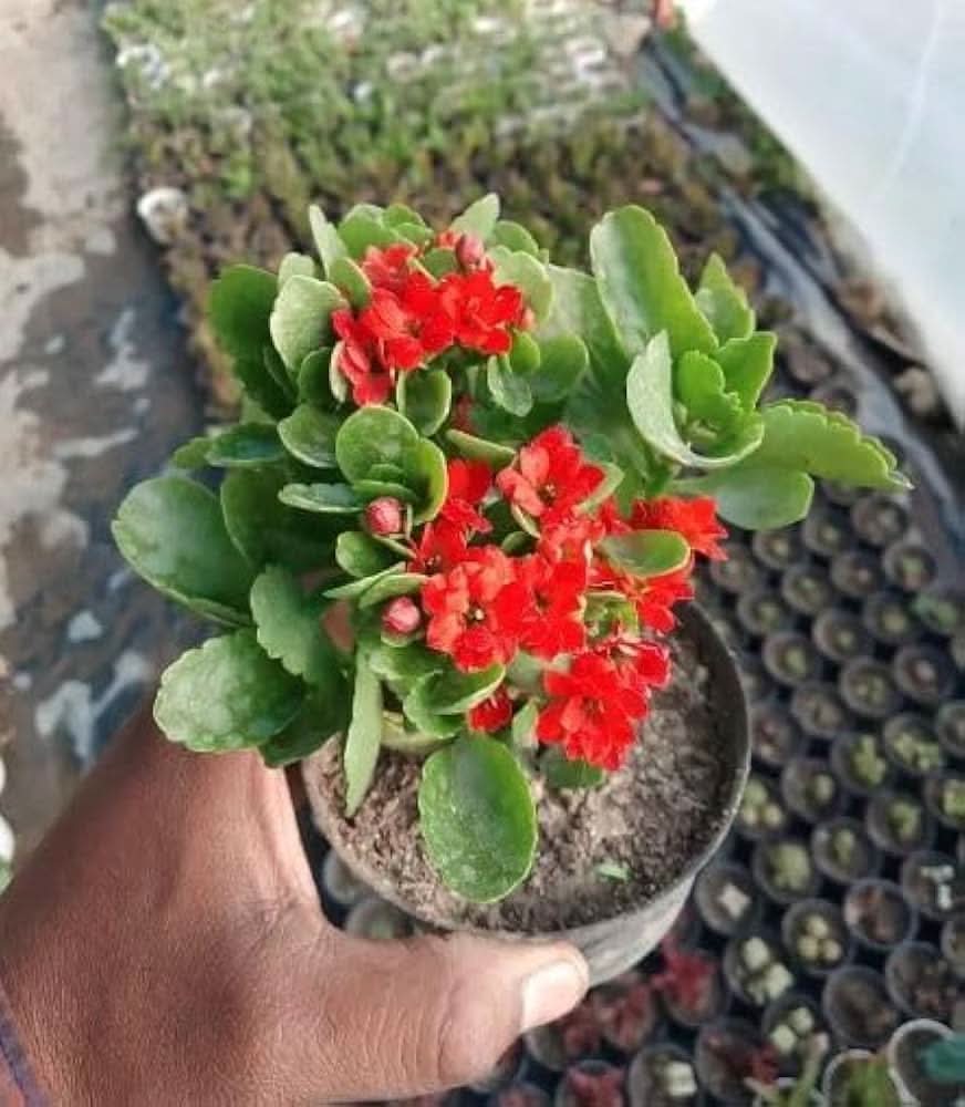 Kalanchoe Kalanchoe blossfeldiana flower seeds for planting in indoor pots and sunny balconies