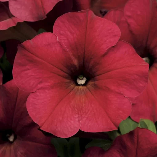 Berry Velour Petunia Seeds Easy Wave Deep Berry Trailing Petunias High Germination Garden Seeds heirloom non-gmo seeds