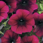 Burgundy Velour Petunia Seeds Deep Red Spreading Garden Petunia High Germination Garden Seeds heirloom non-gmo seeds