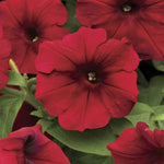 Red Velour Petunia Seeds Spreading Dark Red Garden Petunia High Germination Garden Seeds heirloom non-gmo seeds
