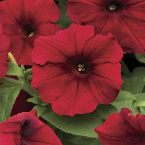 Red Velour Petunia Seeds Spreading Dark Red Garden Petunia High Germination Garden Seeds heirloom non-gmo seeds