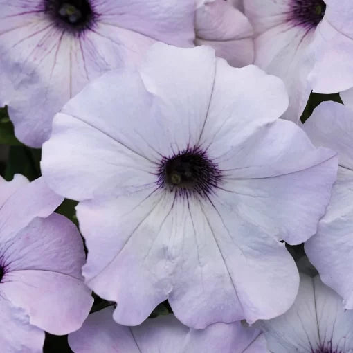 Silver Petunia Seeds Easy Wave Silver Hybrid Petunias High Germination Garden Seeds heirloom non-gmo seeds