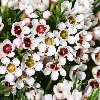 White Chamelaucium Flower