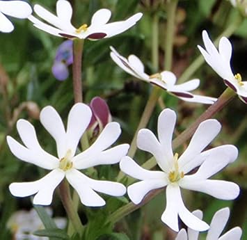 White Zaluzianskya Flower Seeds for Planting - 100 seeds for planting in home garden