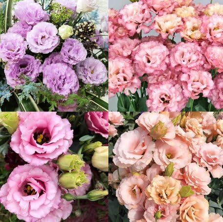 Mixed Eustoma Flower