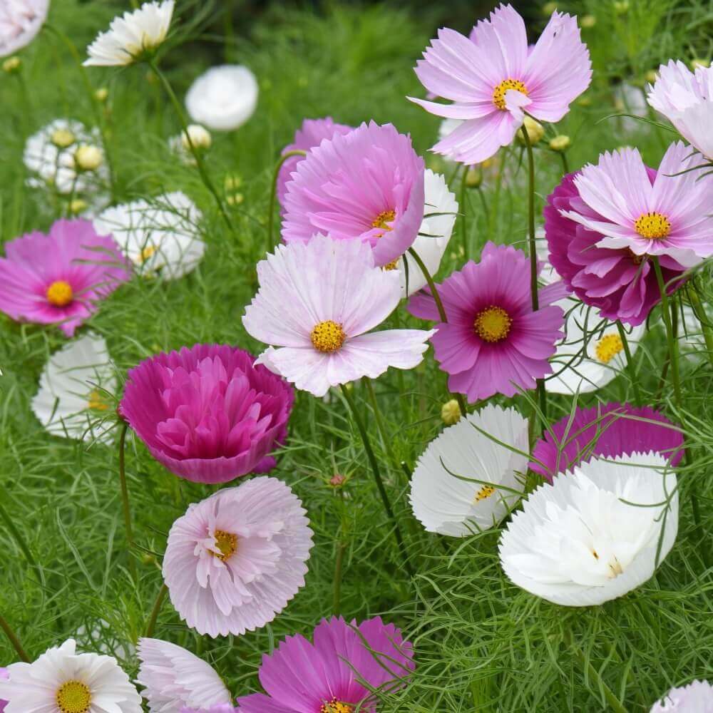 Cosmos Seeds - Cupcake Mix