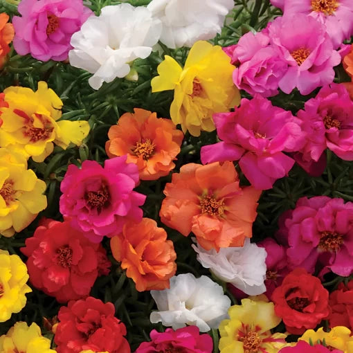 Moss Rose Seeds Happy Hour Low-Growing Portulaca Blend High Germination Garden Seeds heirloom non-gmo seeds