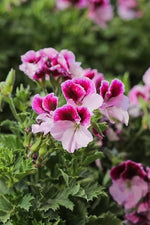 Coral Geranium – Pelargonium hortorum seeds for planting