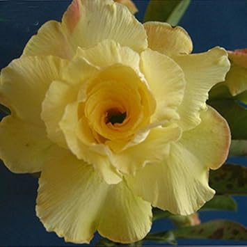 Yellow White Rose Flower - Heirloom, Non - Gmo Seeds