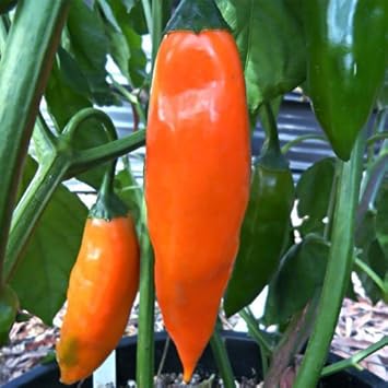 Orange Green Amarillo Heirloom Non Gmo Image