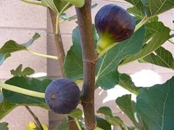 Madeira fig Ficus carica seeds for home orchard