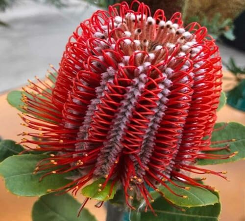 Red Banksia flower seeds for home garden planting