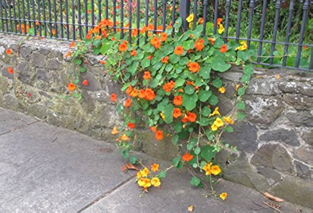 Nasturtium Indian Cress Seeds